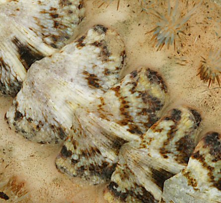 Acanthochitona crinita