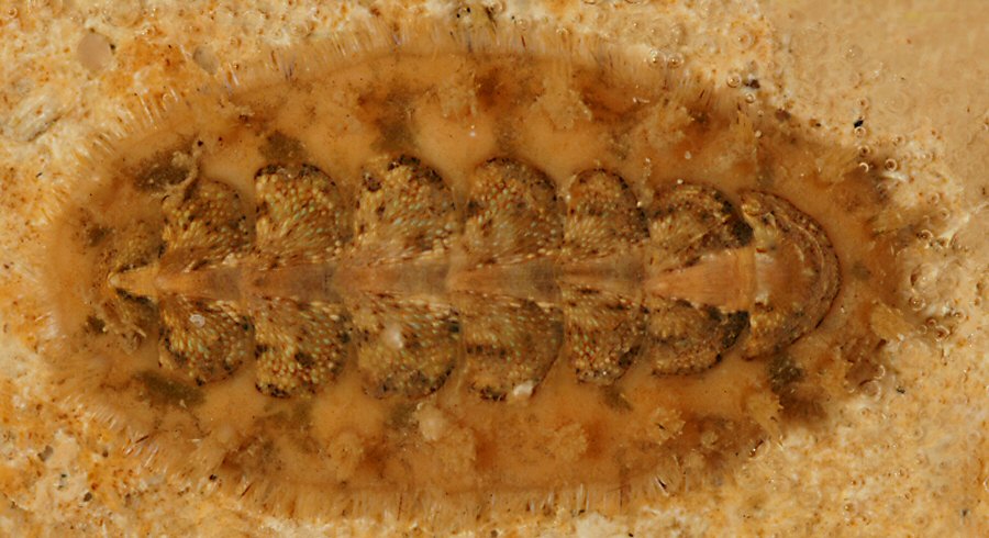 Acanthochitona crinita