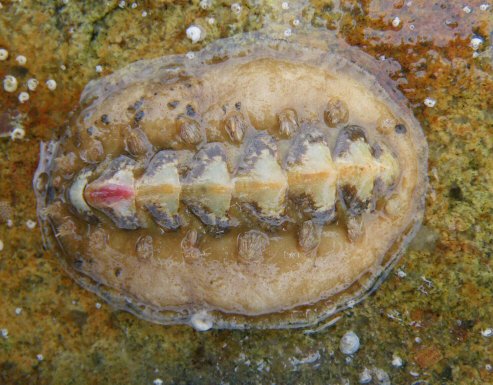 Acanthochitona fascicularis