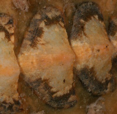 Acanthochitona fascicularis