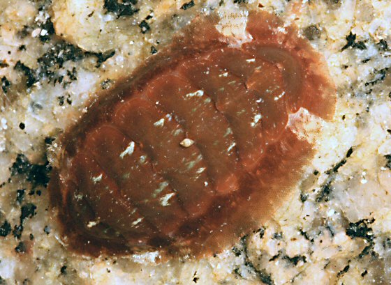 Callochiton septemvalvis