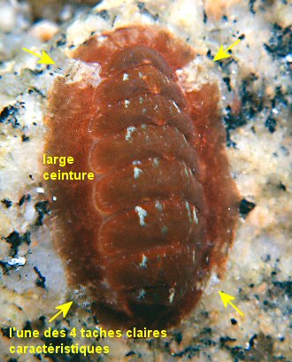 Callochiton septemvalvis