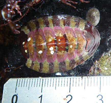 Callochiton septemvalvis