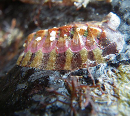 Callochiton septemvalvis