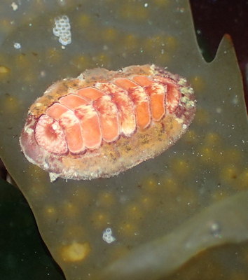 Callochiton septemvalvis