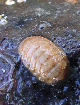 Leptochiton cancellatus