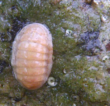 Leptochiton cancellatus