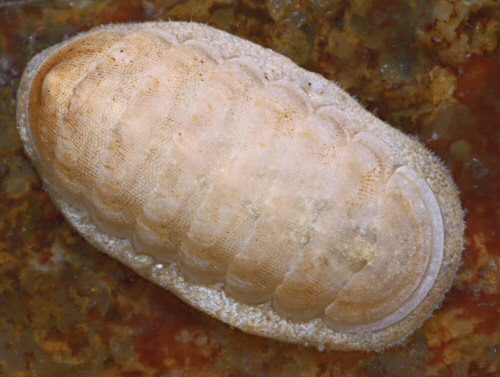 Leptochiton cancellatus