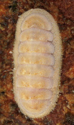 Leptochiton scabridus