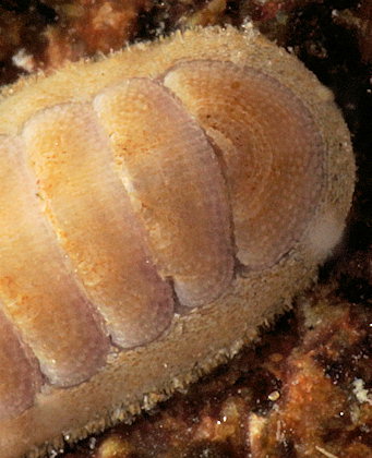 Leptochiton scabridus