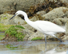 aigrette