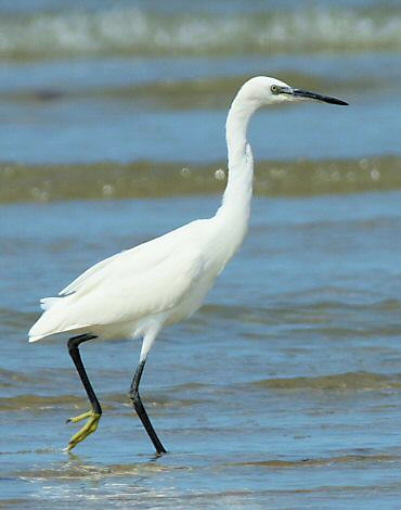 Egretta garzetta