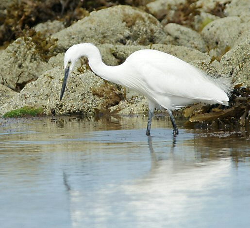 Egretta garzetta