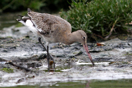 Limosa limosa