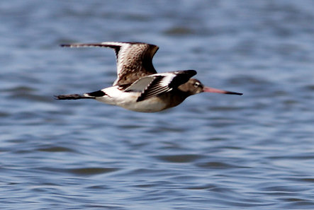 Limosa limosa