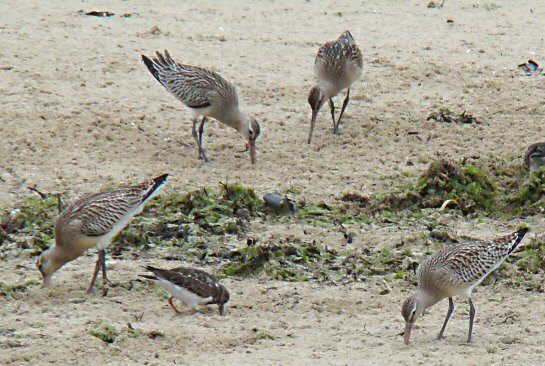 Limosa lapponica