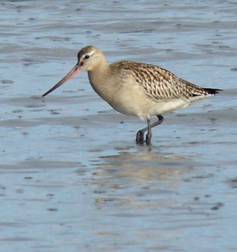 Limosa lapponica