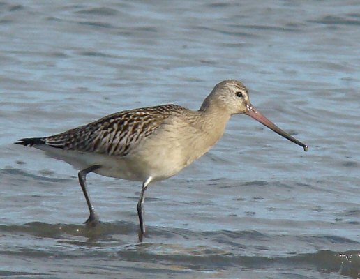 Limosa lapponica