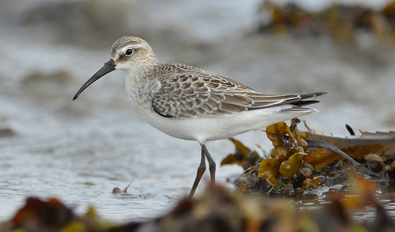 Calidris ferruginea