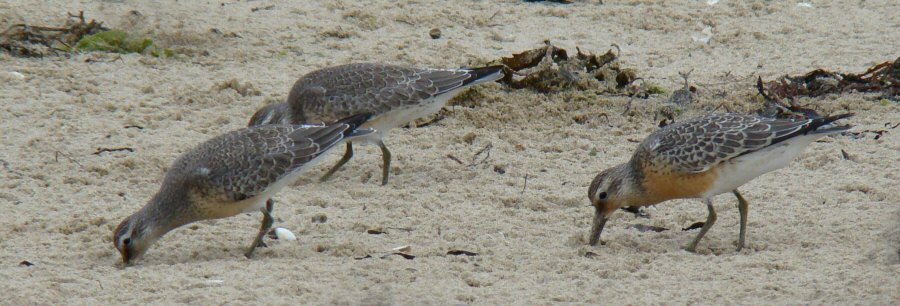 Calidris canutus