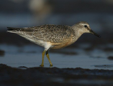 Calidris canutus