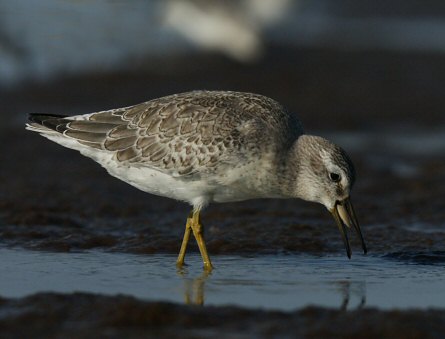 Calidris canutus