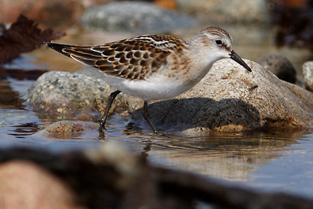 Calidris minuta