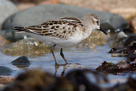 Calidris minuta