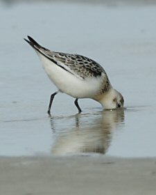 Calidris alba