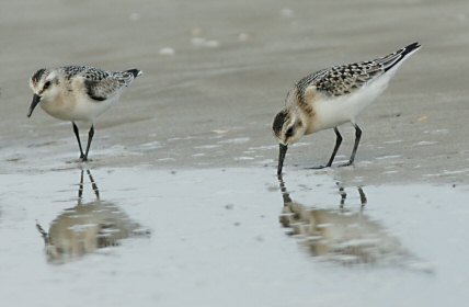 Calidris alba