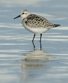 Calidris alba