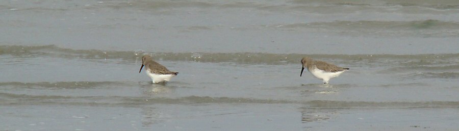 Calidris alpina