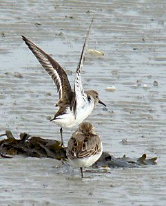 Calidris alpina