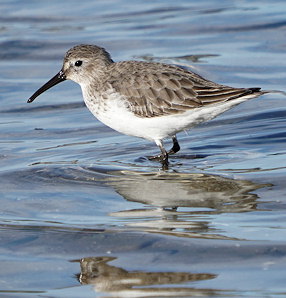 Calidris alpina