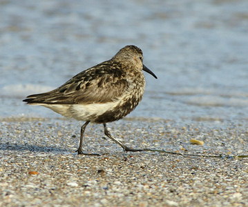 Calidris alpina