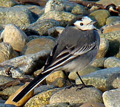 Motacilla alba