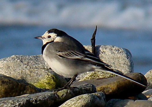 Motacilla alba