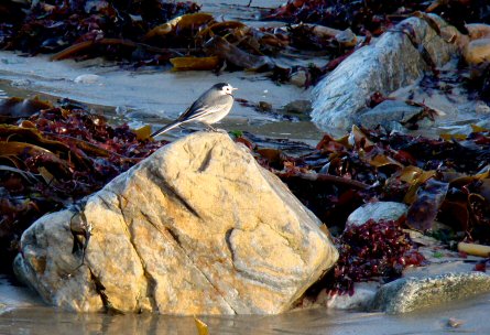 Motacilla alba