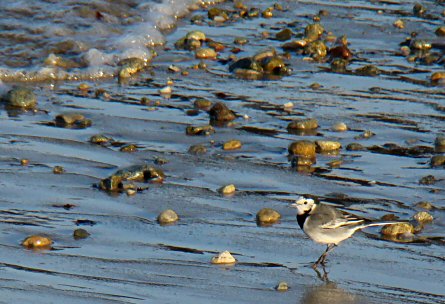 Motacilla alba