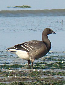 Branta bernicla