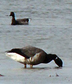 Branta bernicla nigricans