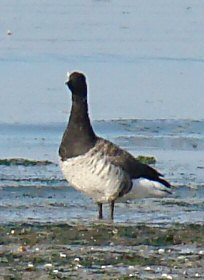 Branta bernicla hrota