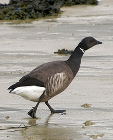 Branta bernicla