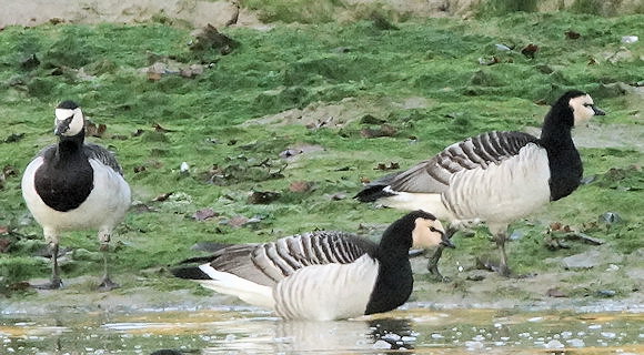 Branta leucopsis