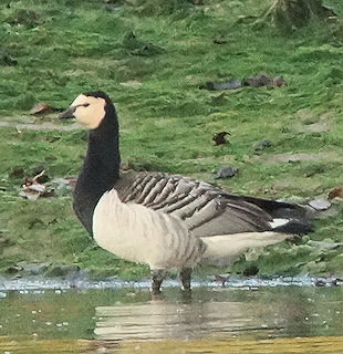 Branta leucopsis