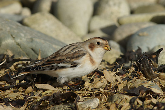 Plectrophenax nivalis