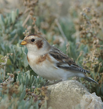 Plectrophenax nivalis