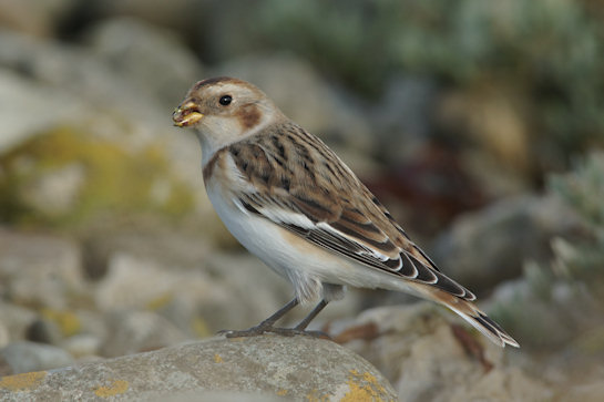 Plectrophenax nivalis