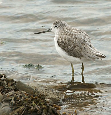 Tringa nebularia