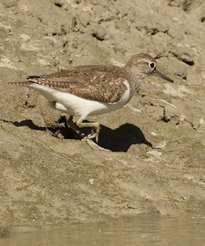 Actitis hypoleucos